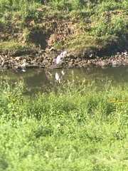 Ardea alba