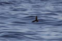 Hydrobates microsoma