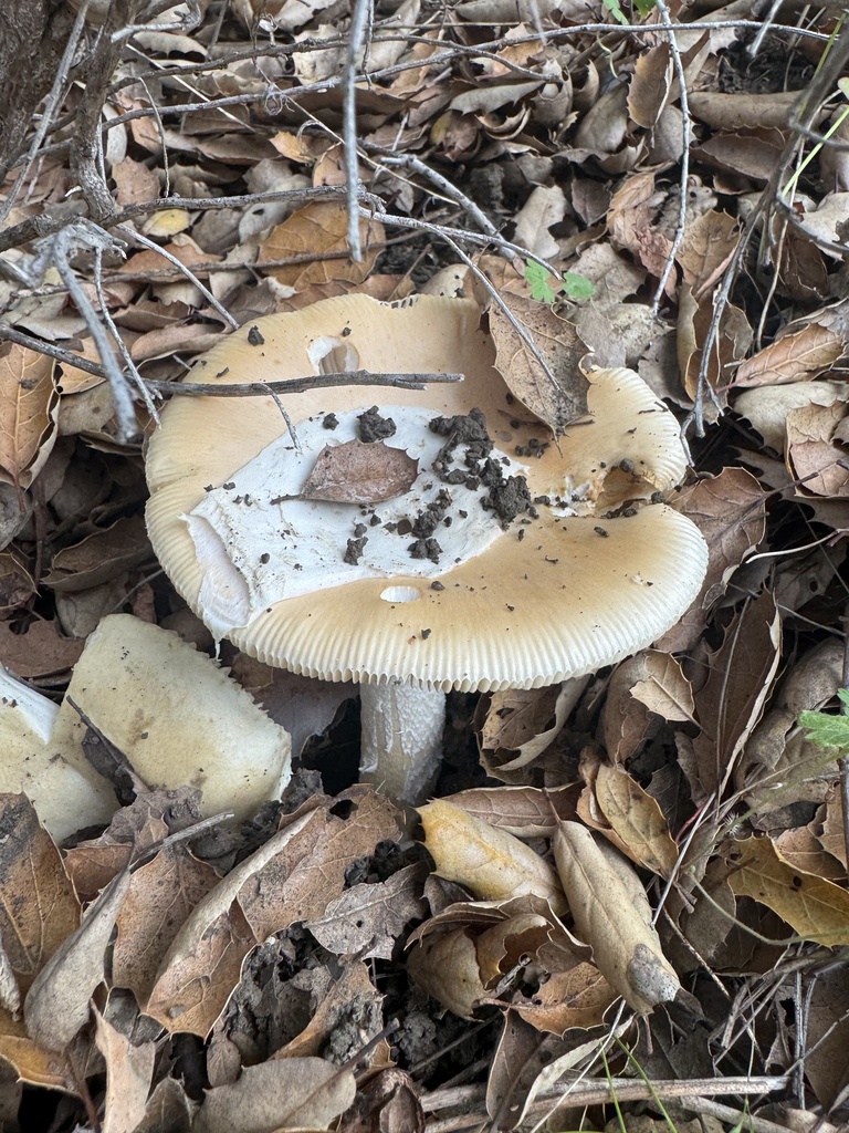 Amanita velosa · December 2025 · photo: © travis566 (iNaturalist, cc-by)