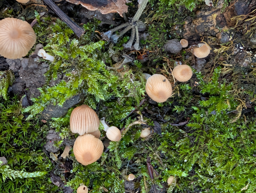 Coprinellus disseminatus · December 2025 · photo: © pilmar (iNaturalist, cc0)