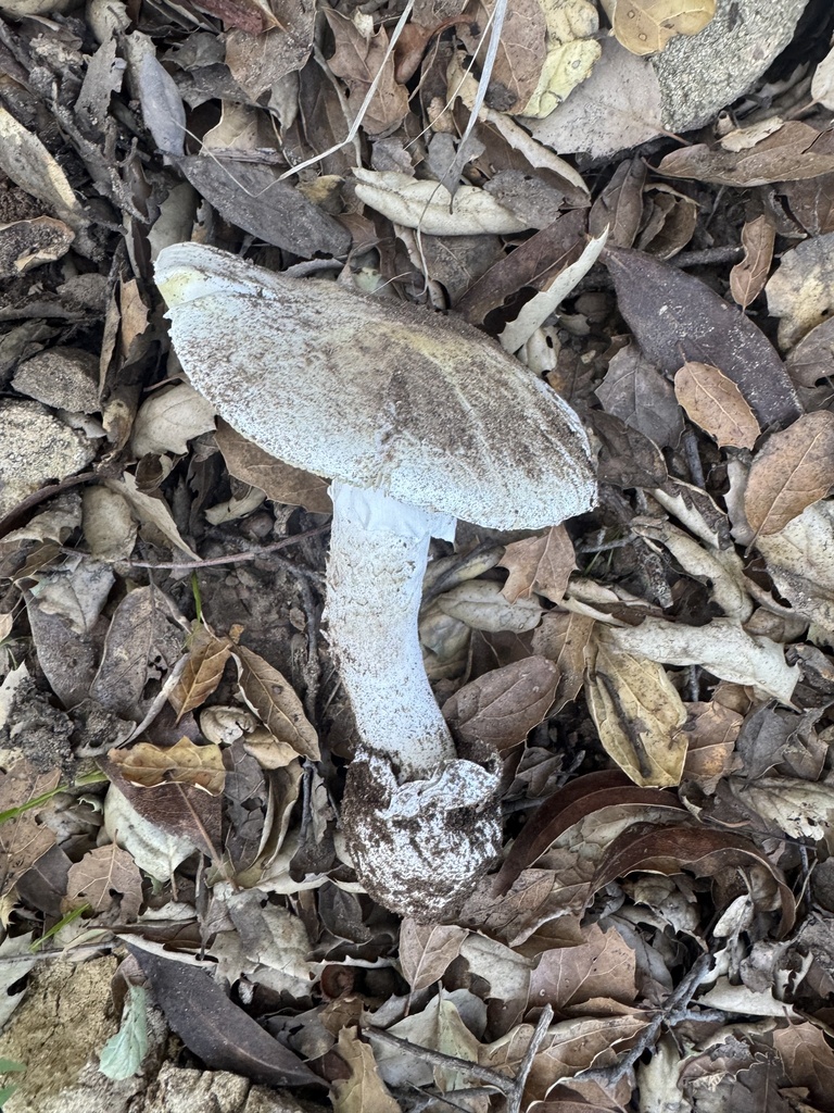 Amanita ocreata