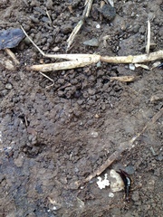 Euborellia annulipes