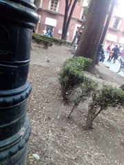 Columbina inca