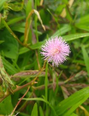 Mimosa pudica