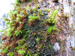 Physconia perisidiosa