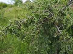 Ximenia americana microphylla