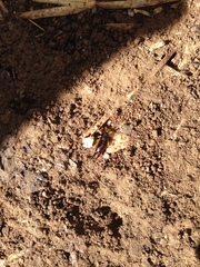 Euborellia annulipes