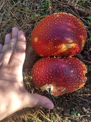 Amanita muscaria