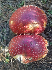 Amanita muscaria