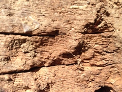 Euborellia annulipes