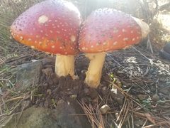 Amanita muscaria