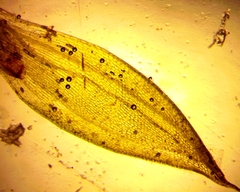 Funaria flavicans