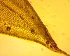 Funaria flavicans