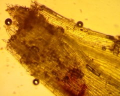 Funaria flavicans