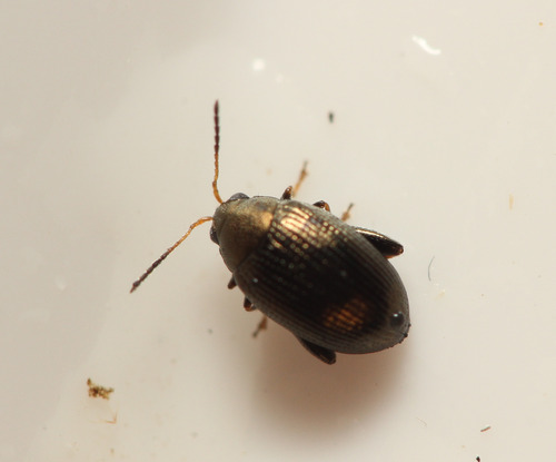 Chaetocnema picipes