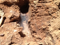 Euborellia annulipes