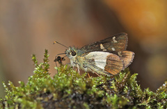 Dalla dimidiatus