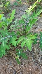 Solanum grayi