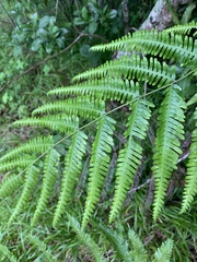 Pteris catoptera