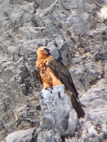 Quebrantahuesos (Gypaetus barbatus)