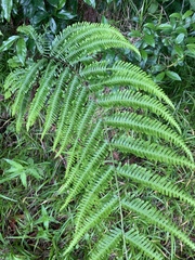 Pteris catoptera