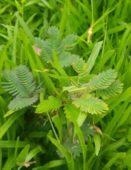 Mimosa pudica