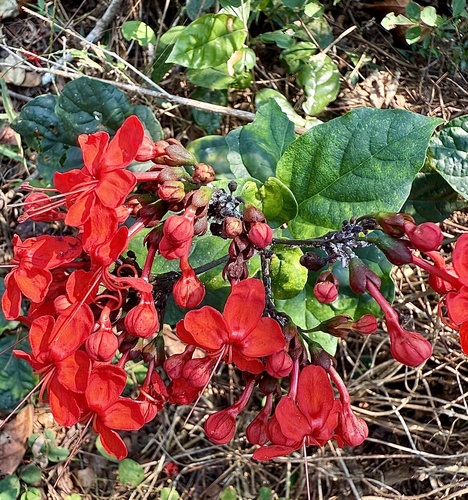 Clerodendrum splendens