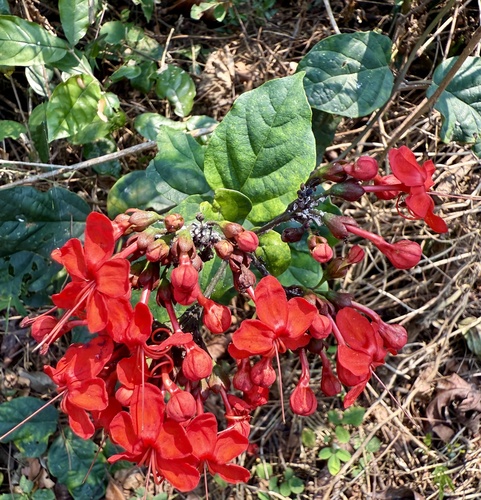 Clerodendrum splendens, photograph 1
