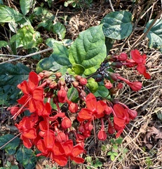 Clerodendrum splendens, photograph Irene, CC0, iNaturalist via GBIF