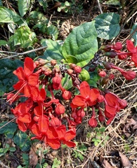 Clerodendrum splendens, photograph Irene, CC0, iNaturalist via GBIF