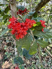 Clerodendrum splendens, photograph Irene, CC0, iNaturalist via GBIF