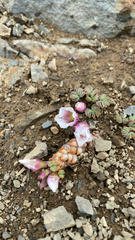 Oxalis loricata, photograph Sebastián Saiter V., CC BY, iNaturalist via GBIF