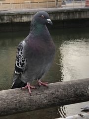 Columba livia domestica