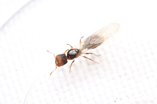 平头大头蚁Pheidole colobopsis