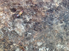 Forficula auricularia