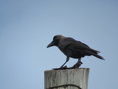 Corvus splendens