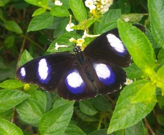 Hypolimnas misippus