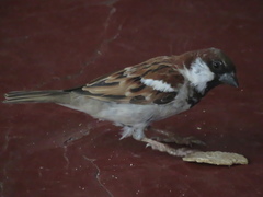 Passer domesticus