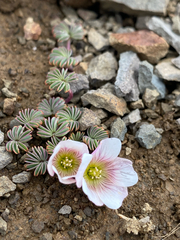 Oxalis loricata, photograph Sebastián Saiter V., CC BY, iNaturalist via GBIF