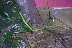 Trimeresurus macrops