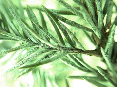 Fellhanera bouteillei