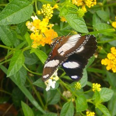 Hypolimnas misippus