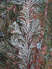 Fellhanera bouteillei