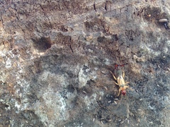 Forficula auricularia