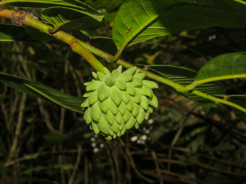 Wild sugar apple (Annona mucosa)