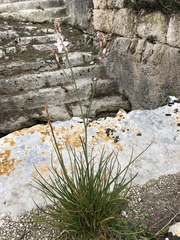 Asphodelus fistulosus