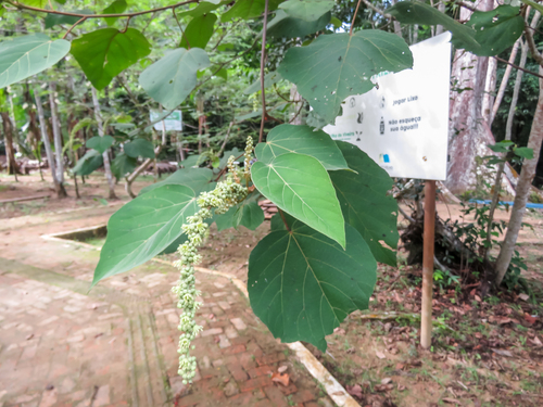 Sangre de Grado (Croton lechleri)