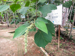 Dragon's Blood (Croton lechleri)