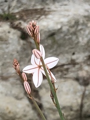 Asphodelus fistulosus