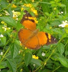Doleschallia bisaltide